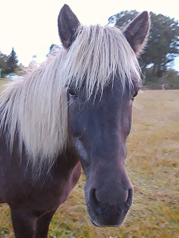 Litla från Helenelund