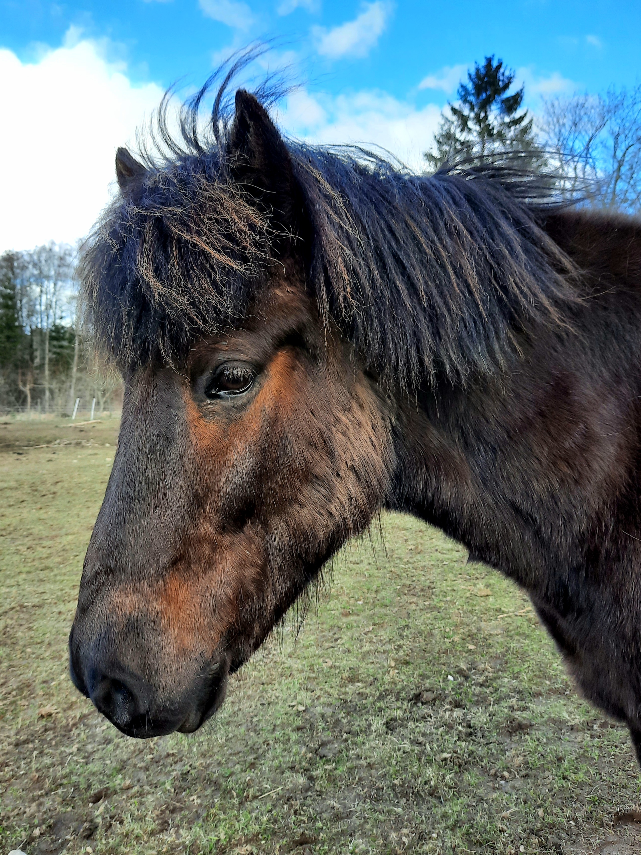 Hljómur frá Borgareyrum