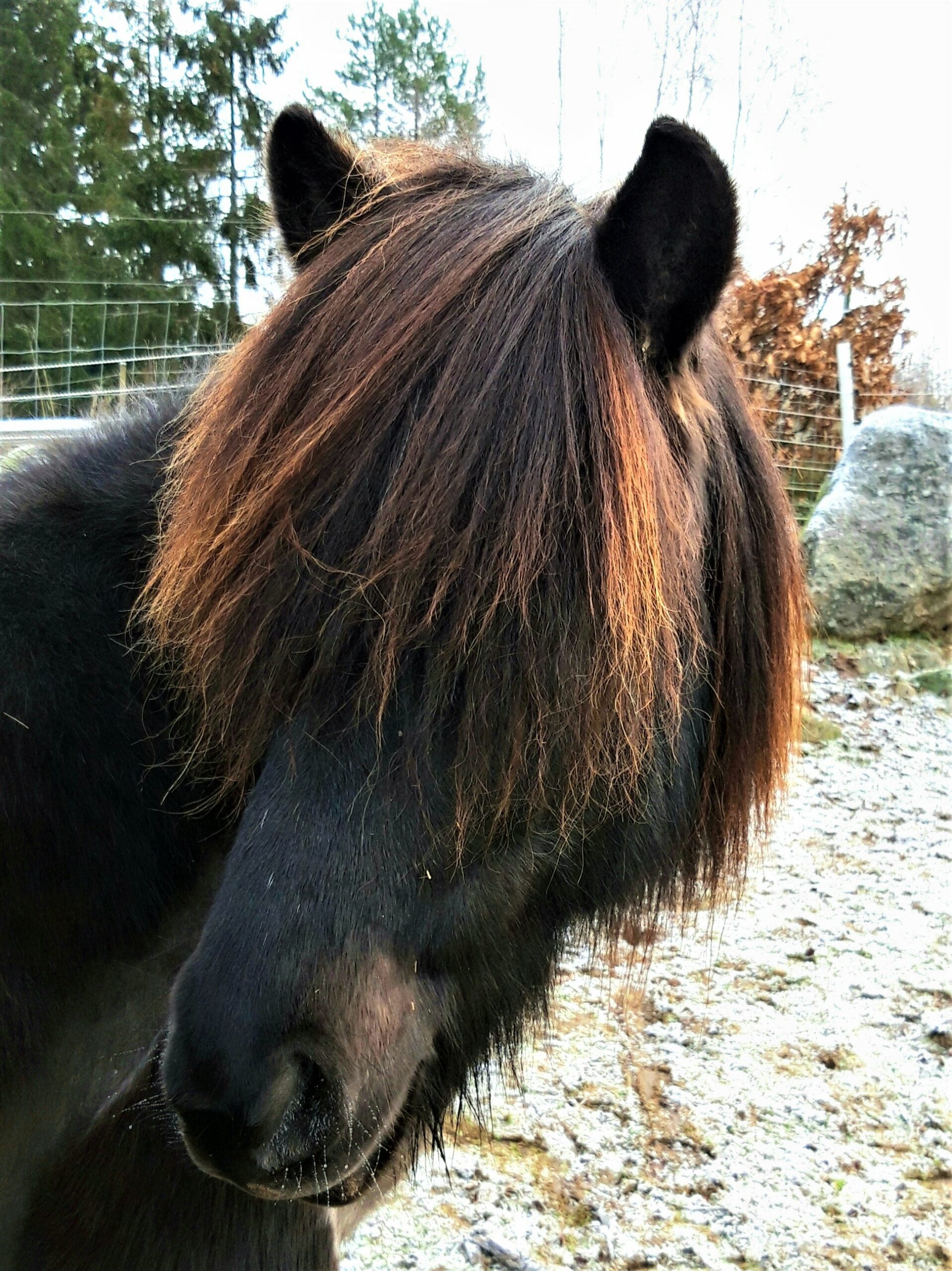 Geisli från S.Gräsmossen